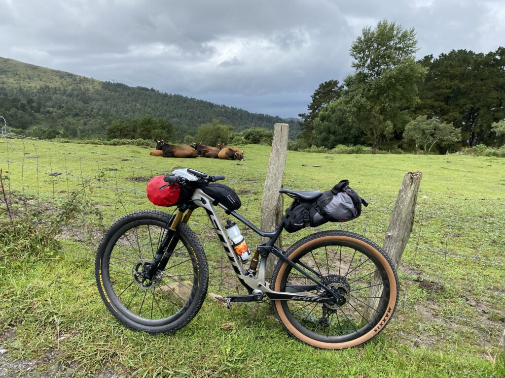 Prados con ganado feliz